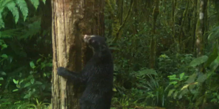 Oso de anteojos.