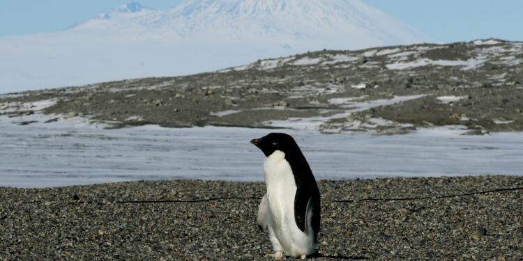 Un pingüino en el Estrecho de McMurdo en la Antártida.