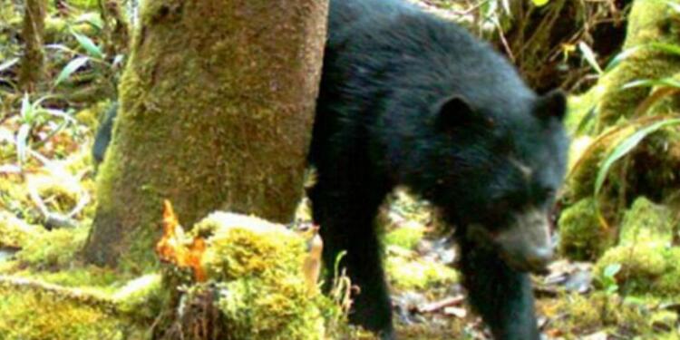Los campesinos alertaron a las autoridades ambientales sobre la aparición.