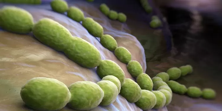 Bacteria: Foto de referencia