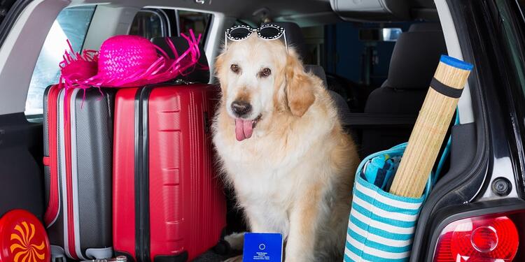 Viajar con la mascota