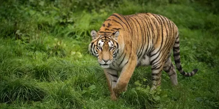 Tigre