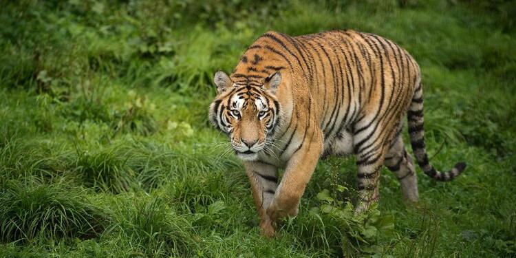 Tigre