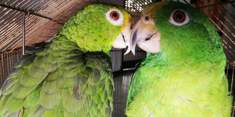 Estos fueron los animales silvestres recuperados por la Secretaria de Ambiente y por la Policía Ambiental.