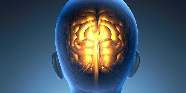 Cerebro humano
