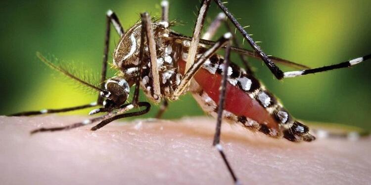 Dengue Se trata de un menor de 10 meses de nacido residente en un barrio al sur de la ciudad.