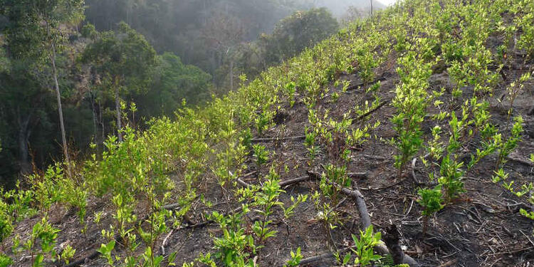 Cultivos de hoja de coca