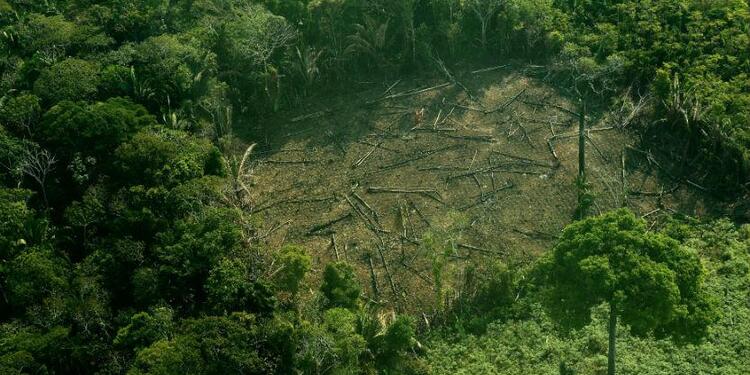 Tala de árboles en la Amazonía