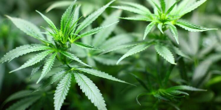 Cultivo Marihuana Los cultivos de marihuana iniciarían el próximo año.