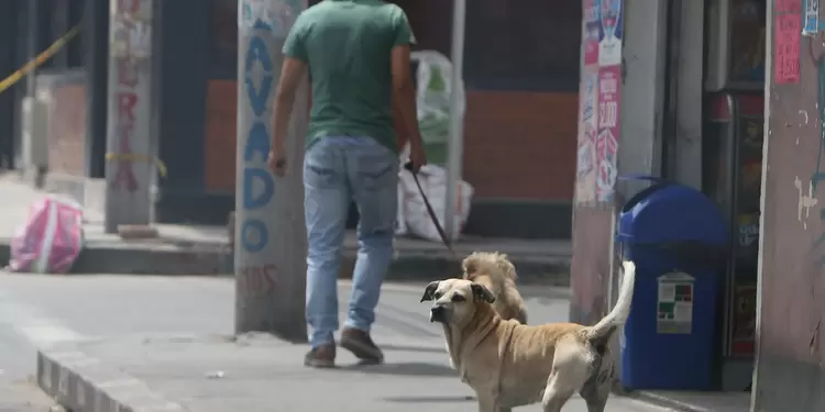 Perros callejeros en Ciudad Bolívar, Bogotá