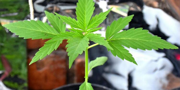 Planta de cannabis