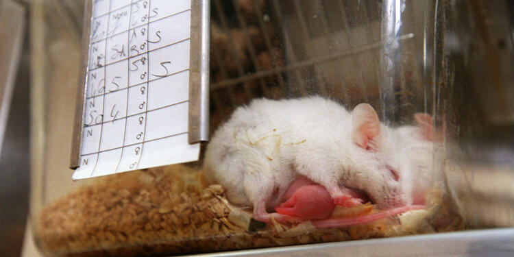 Ratones bebés