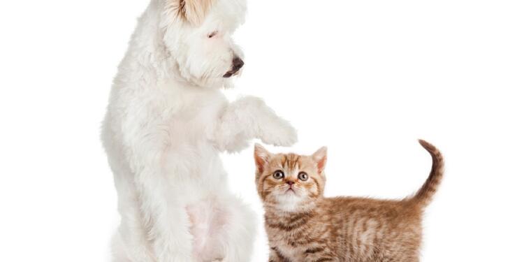 Perros y gatos Perros y gatos