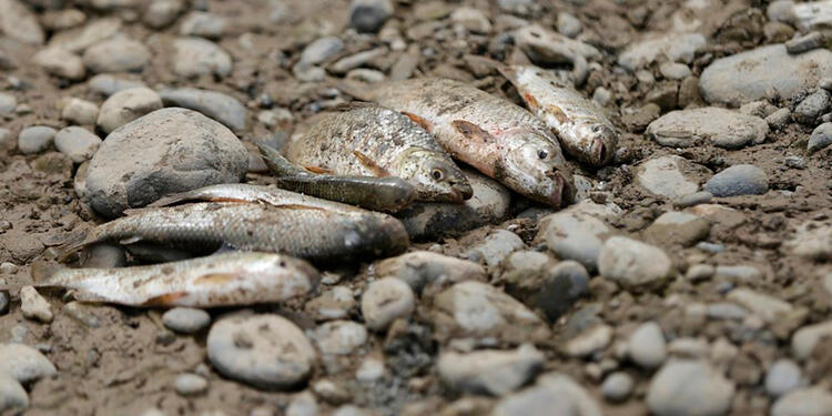 Peces muertos.