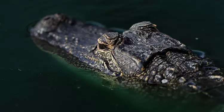 Cocodrilo en el agua
