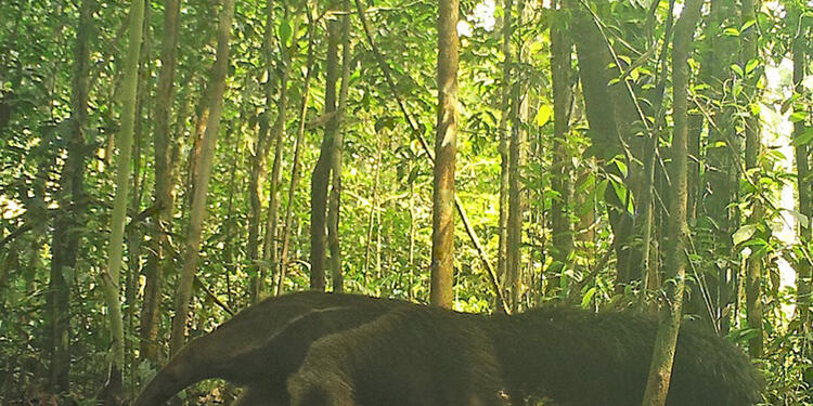 Animales vistos en la Amazonía colombiana
