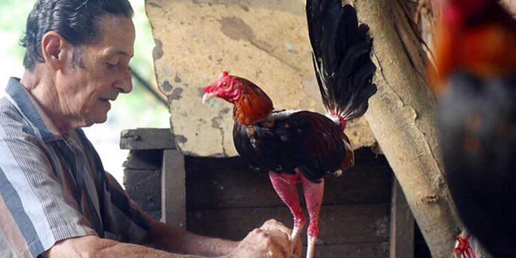 Pelea de gallos Pelea de gallos