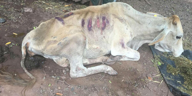 La pérdida de peso en los animales es notable