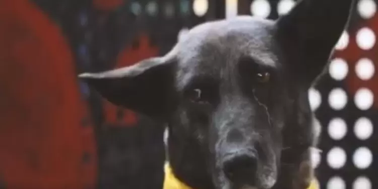 Protección animal