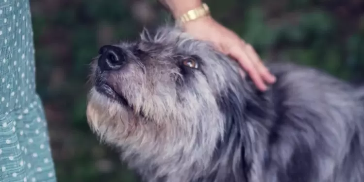 Los ladridos de los perros también representan algo.