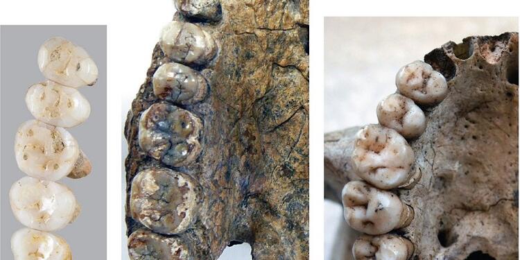 Homo luzonensis