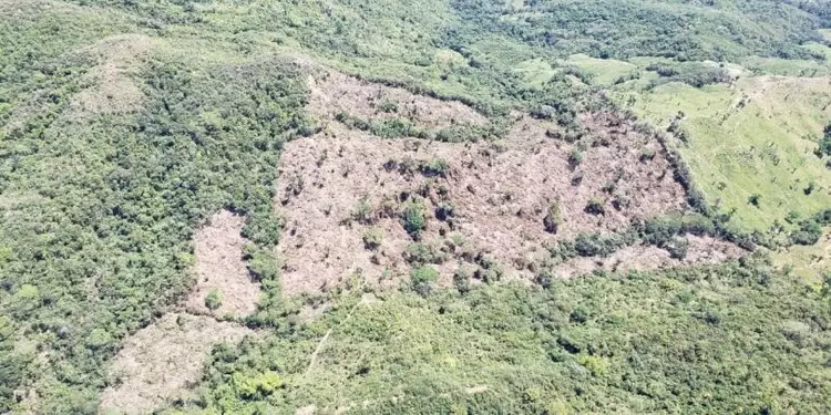 Manifestó se necesitan todas las autoridades ambientales para acabar con la deforestación
