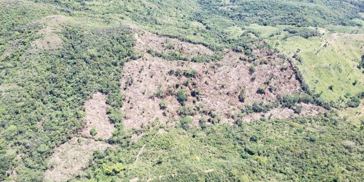 Manifestó se necesitan todas las autoridades ambientales para acabar con la deforestación