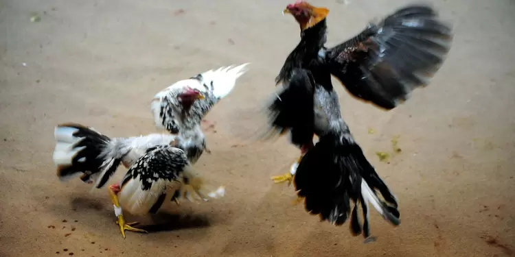 Pelea de gallos