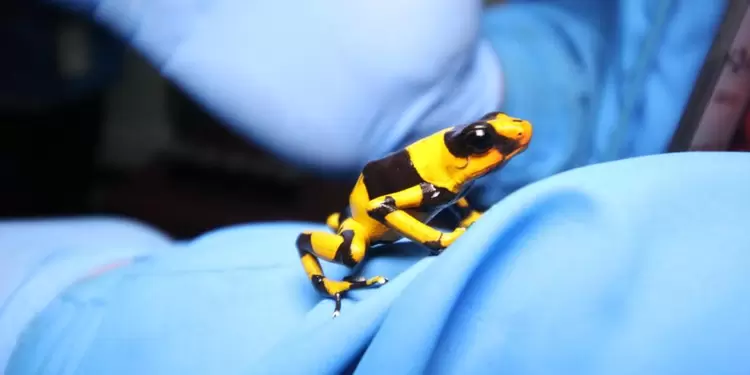 Ranas incautadas en El Dorado.
