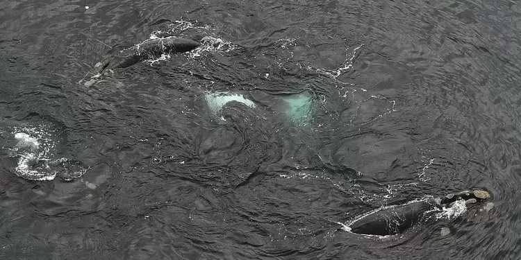 Ballenas
