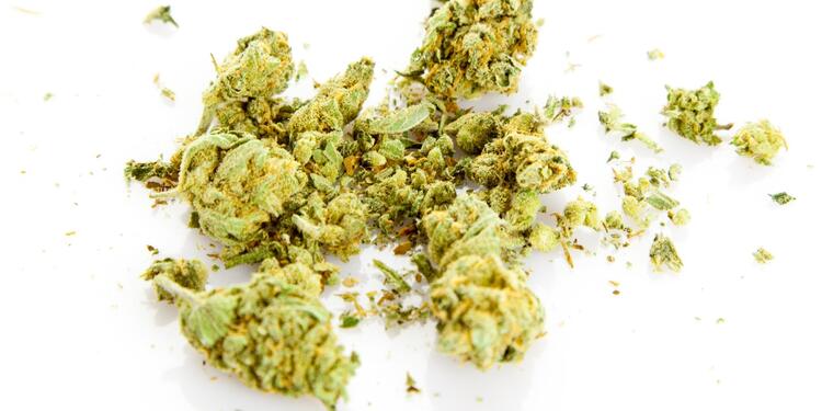 marihuana marihuana