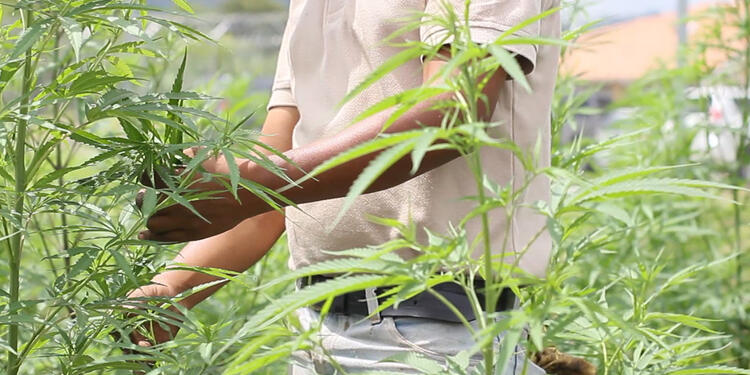 Cultivos de cannabis con fines medicinales