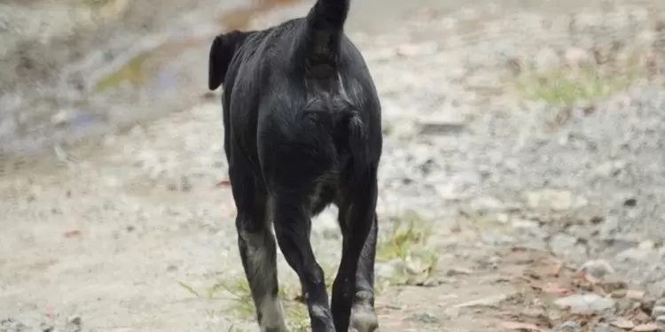 Perro Perro