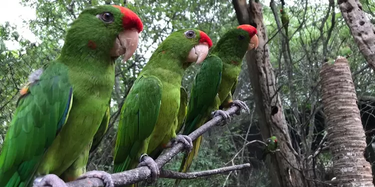 Rescate de aves silvestres