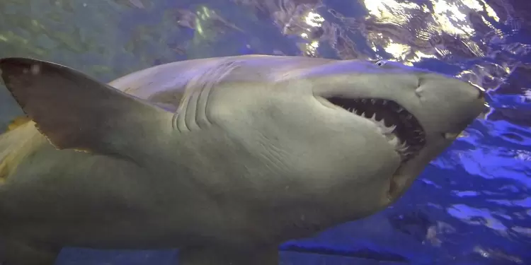 Ataque de tiburones