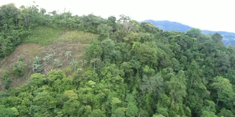 En el último año, la deforestación aumentó en un 23% en el país.