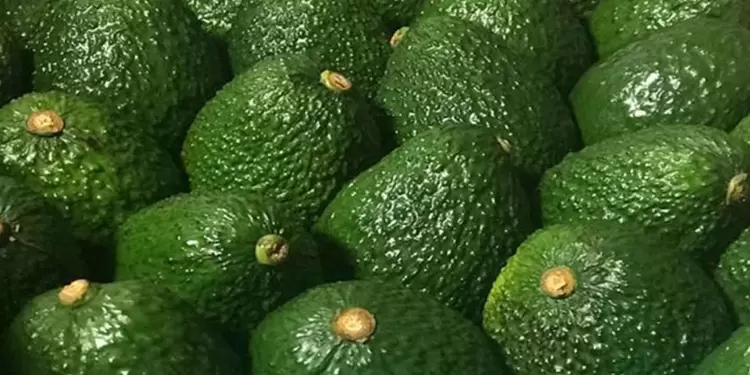 Aguacate hass. Aguacate hass.