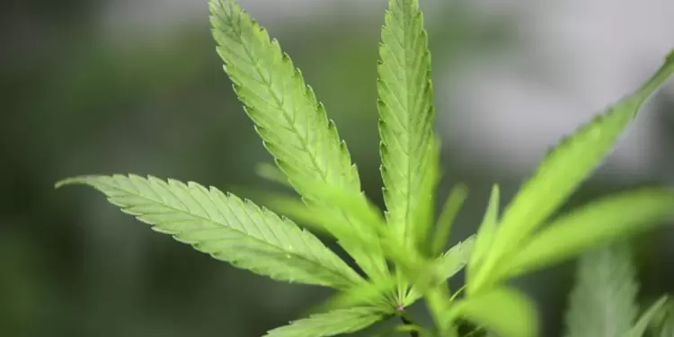 Cultivo de cannabis medicinal.