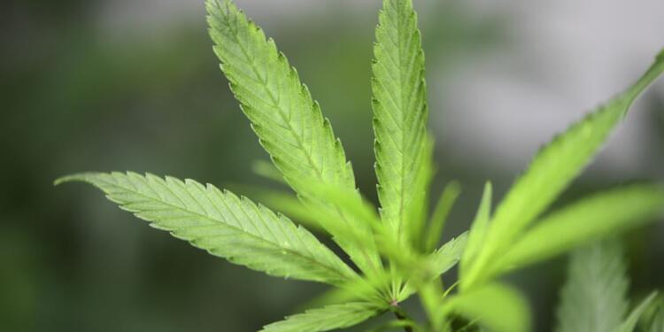 Cultivo de cannabis medicinal.