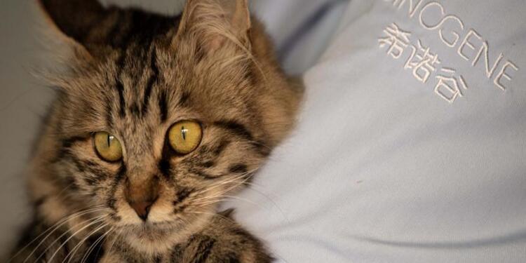 Gato referencial Gato