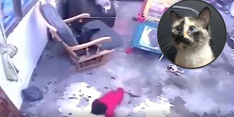 Una gata salvó la vida de un bebé