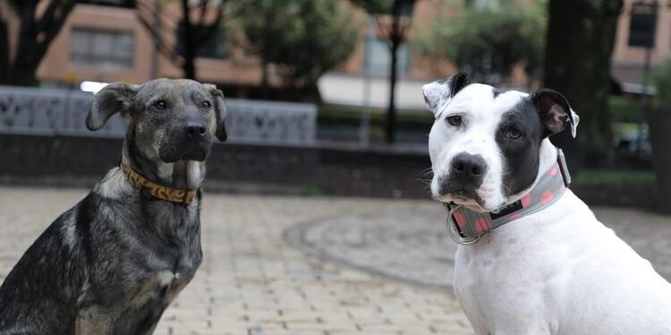 Mascotas.