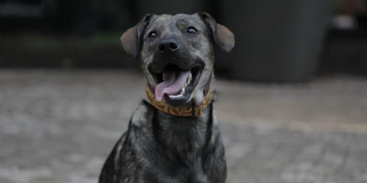 Mascotas en adopción, en Bogotá