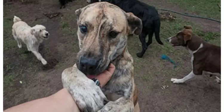 Perros Perros
