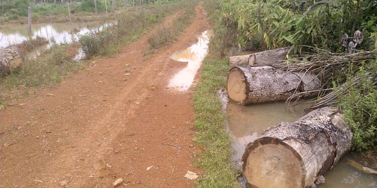 Deforestación