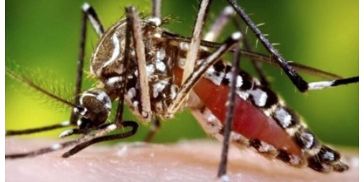 Zika