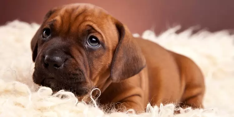 Perro tierno Perro tierno