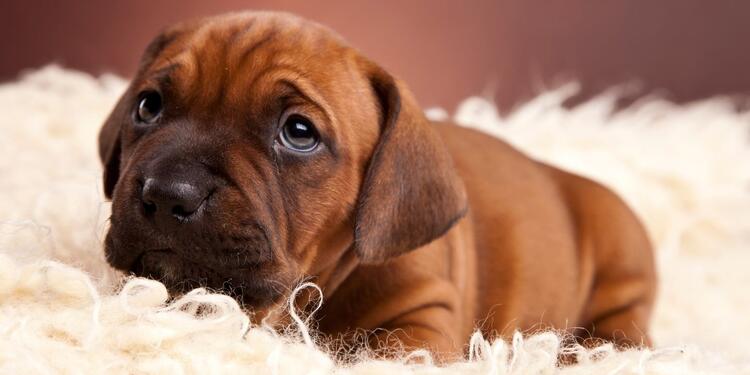 Perro tierno Perro tierno