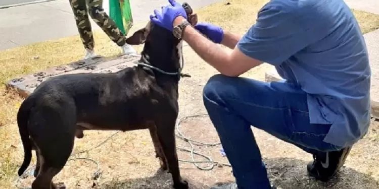 Lanzan un perro vivo desde un puente vehicular