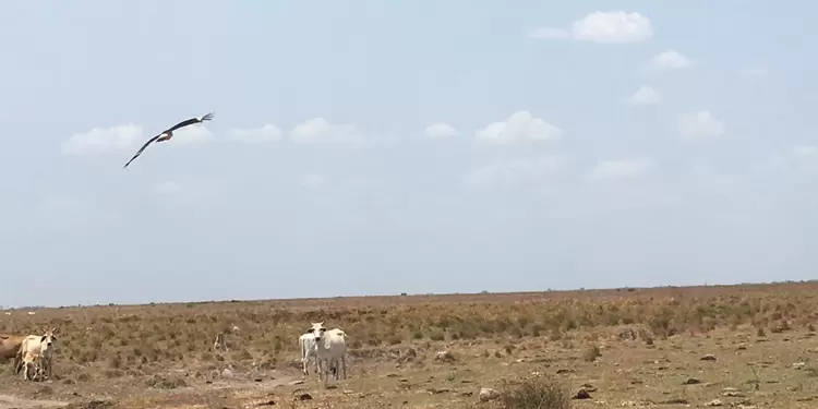 La Corporación Autónoma Regional de la Orinoquía (Corporinoquía) es clave para la protección ambiental. Sequía en los llanos orientales